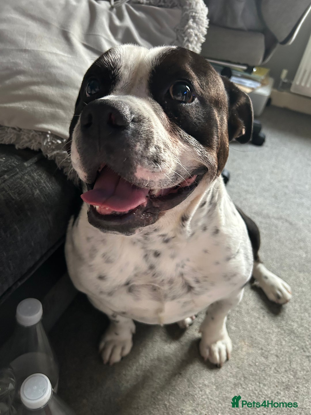 Mixed Breed dogs for sale: 3 year old Staff/Bulldog - Image 4