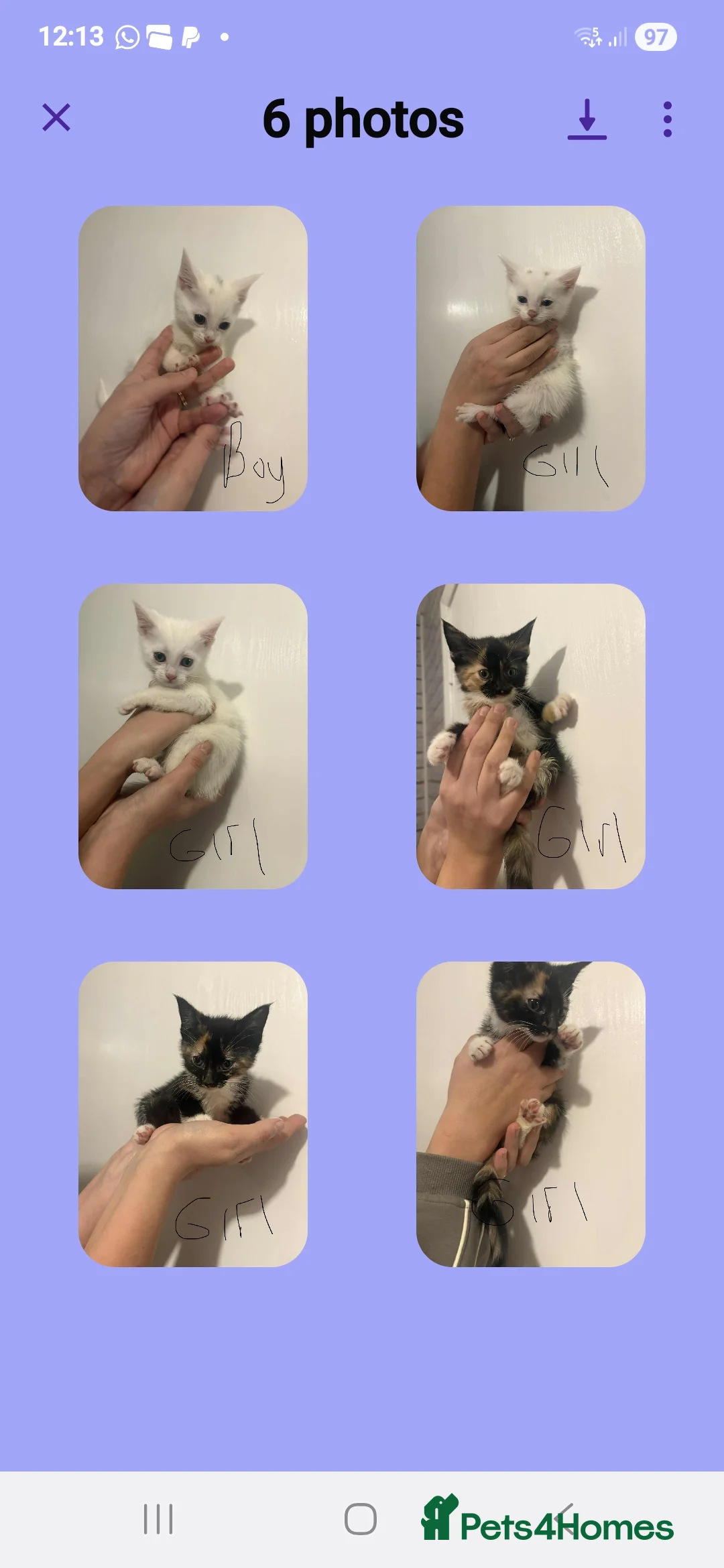 Mixed Breed cats for sale: Kittens  - Advert 6