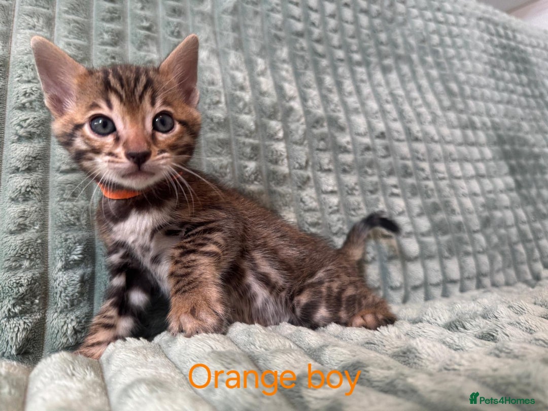 Bengal cats for sale: Pure bengal kittens  - Image 6