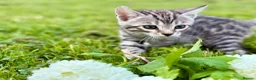 Bengal cats for sale: Beautiful Bengal kittens  - Advert 16