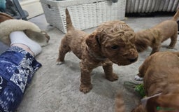 Cavapoo dogs for sale: Cavapoo Puppies  - Image 30