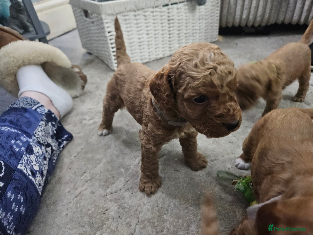 Cavapoo dogs for sale: Cavapoo Puppies  - Image 30