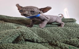 Sphynx cats for sale: Sphynx kittens  - Image 17