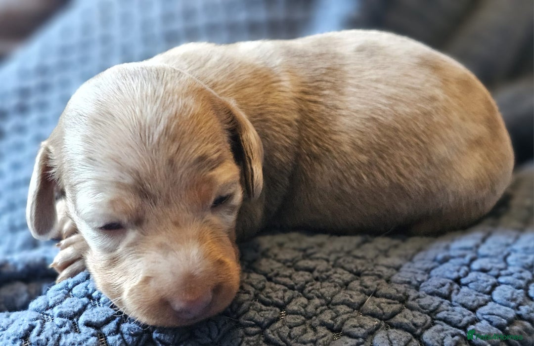Dachshund dogs for sale: Isabella Dapple Dachshund Puppies - Advert 25