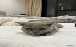 British Shorthair cats for sale: 3 months old Blue BHS kitten - Advert 7