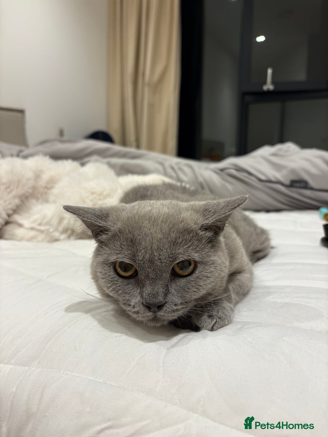 British Shorthair cats for sale: 3 months old Blue BHS kitten - Advert 7