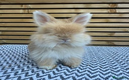 Angora rabbits for sale: Full Face English Angora’s  - Image 13
