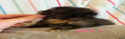 Persian cats for sale: all kittens on hold - Advert 28