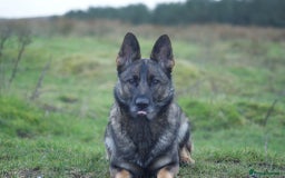 German Shepherd dogs for sale: Working line German shepherd  - Image 18