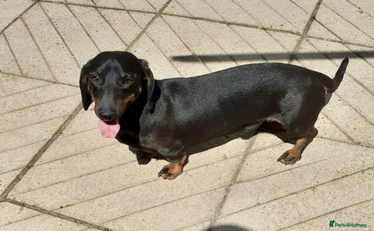 Miniature Dachshund dogs - Advert 4