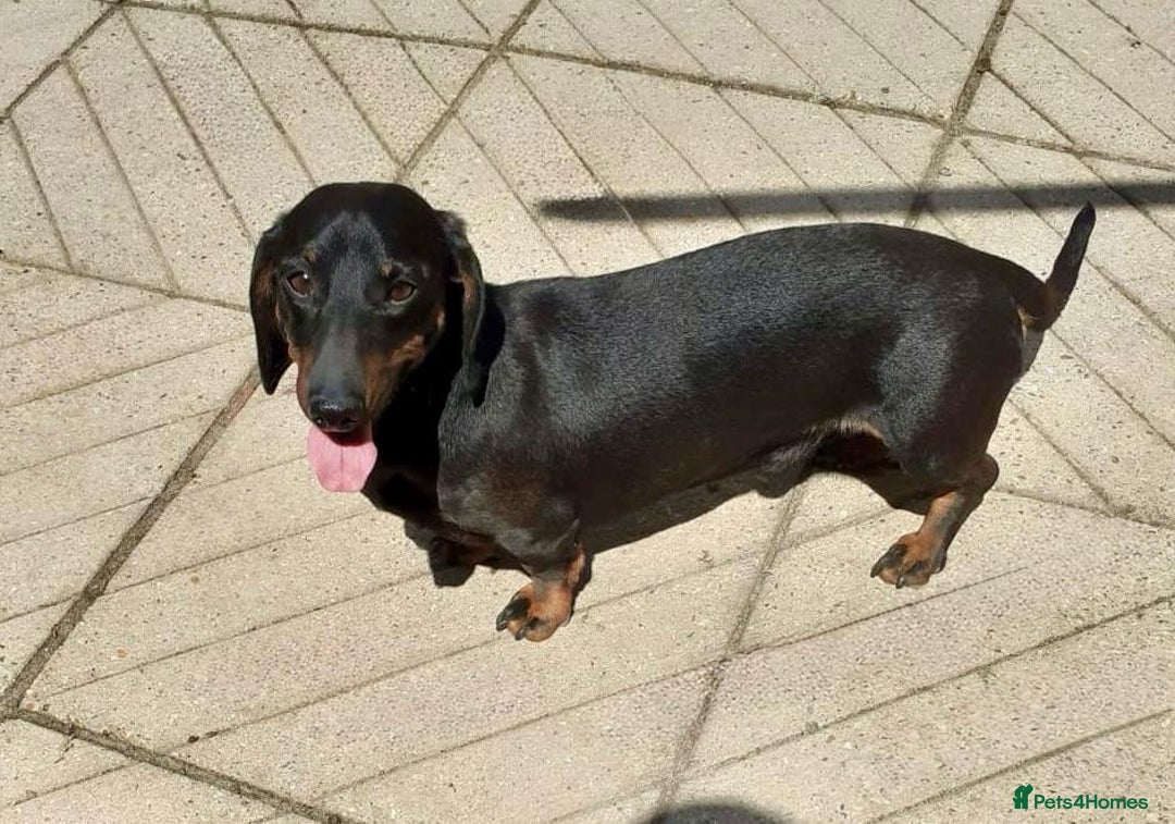 Miniature Dachshund dogs for sale: Miniature black and tan dauchund  - Image 1