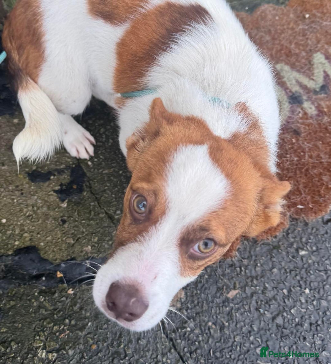 Mixed Breed dogs for adoption: 💕 Weetabix 💕 - Advert 4