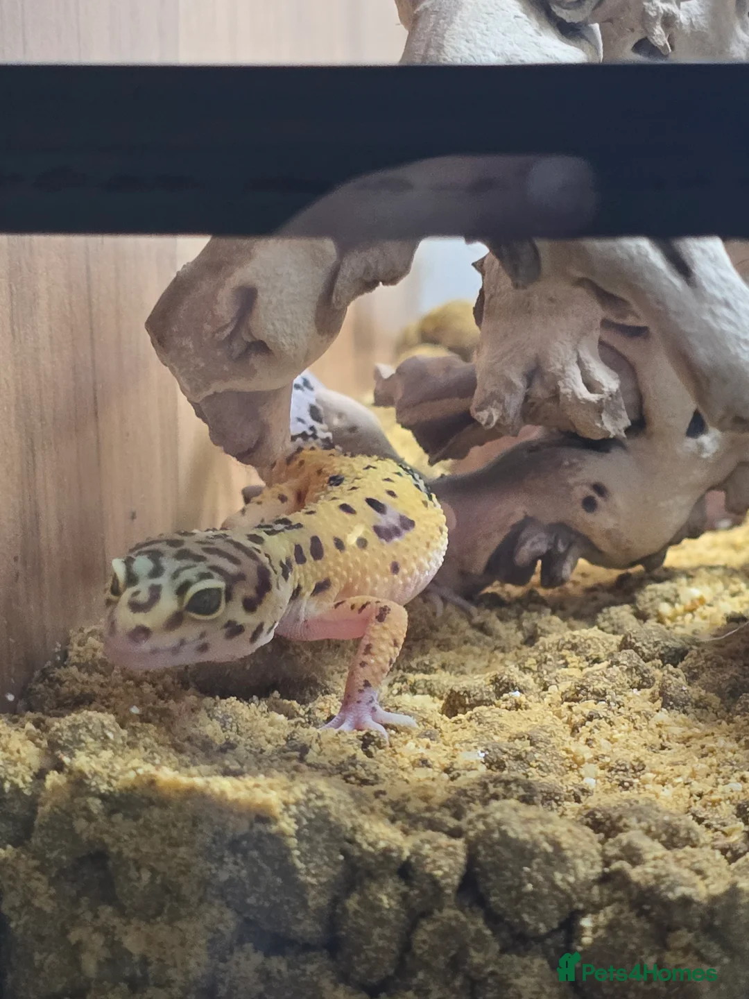 Mixed Breed reptiles for sale: Female Leopard gecko  - Advert 7