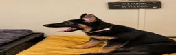 German Shepherd dogs for sale: White & black/tan German Shepherd only 2 left - Advert 3