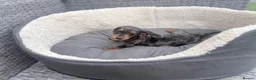 Miniature Dachshund dogs for sale: Beautiful dachshund babies  in Stafford - Advert 10