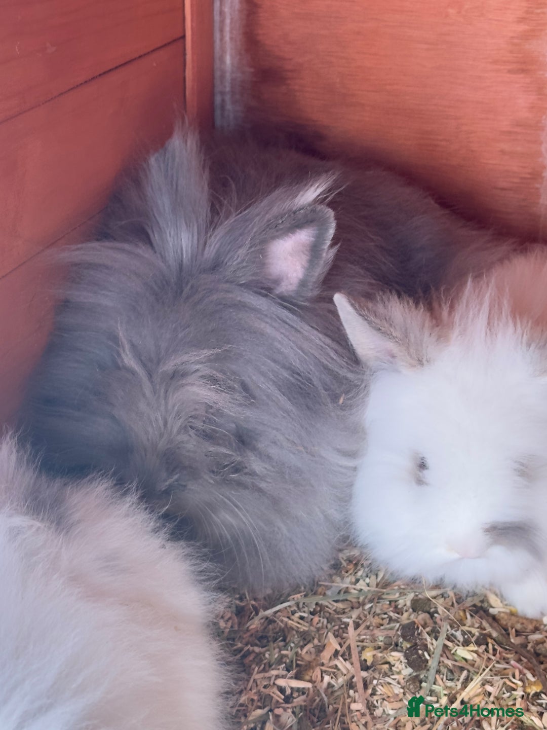 Lionhead rabbits for sale: Extra Special Lionhead Bunnies  - Image 18