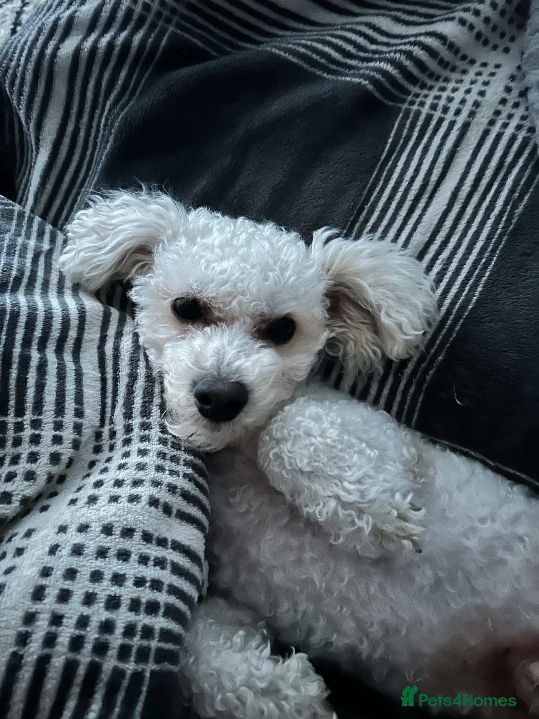 Poochon dogs for stud: Poochon Stud  - Advert 4