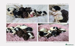 Cockapoo dogs for sale: F1b Toy Cockapoos.Roan & Chocolate.Health Tested. - Image 15