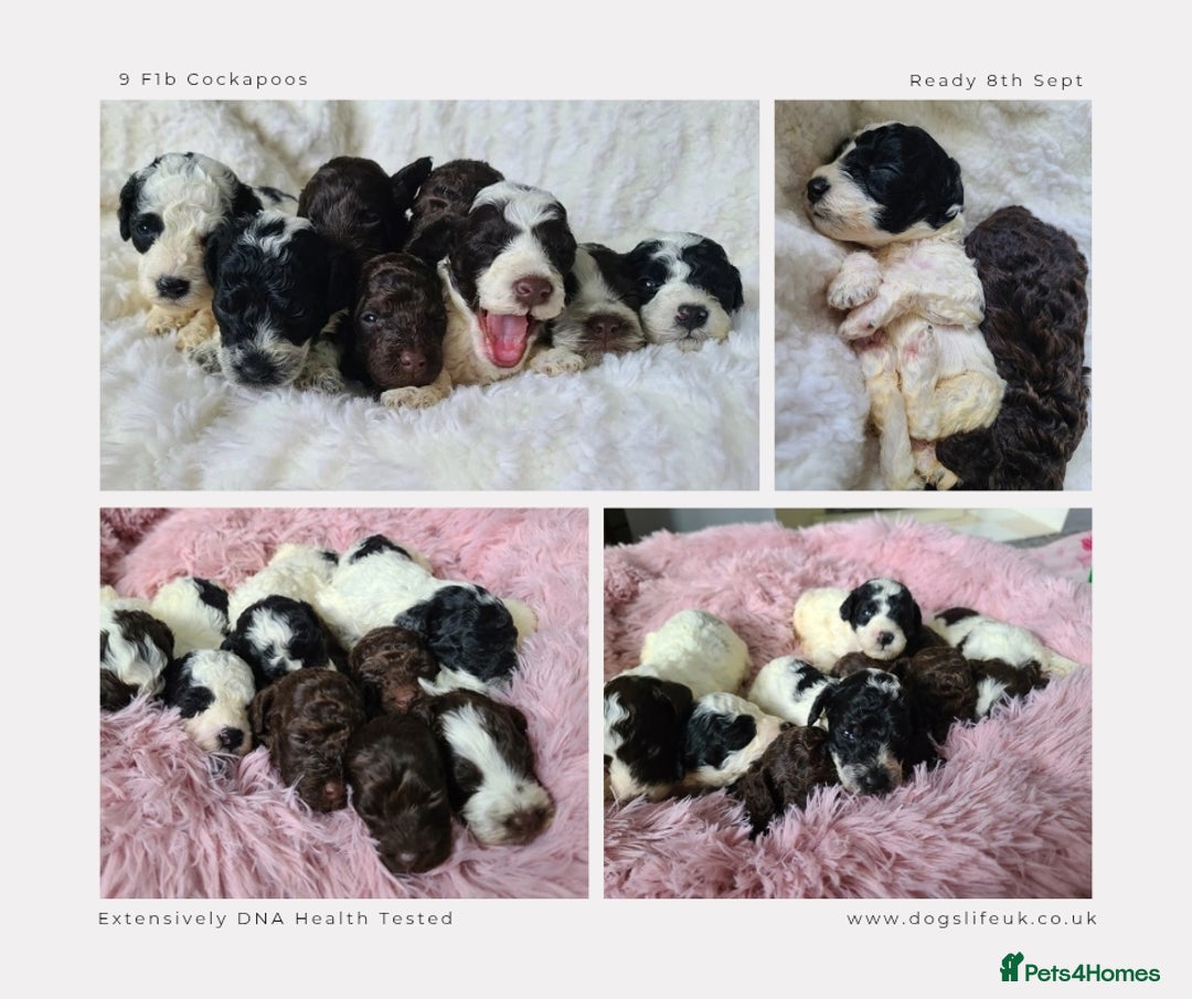 Cockapoo dogs for sale: F1b Toy Cockapoos.Roan & Chocolate.Health Tested. - Image 15