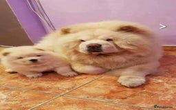 Chow Chow dogs for sale: Chow chow - Image 10