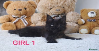 Maine Coon cats - Advert 5