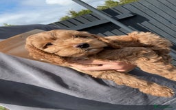 Cockapoo dogs for sale: 12 Weeks old male cockapoo  - Image 2