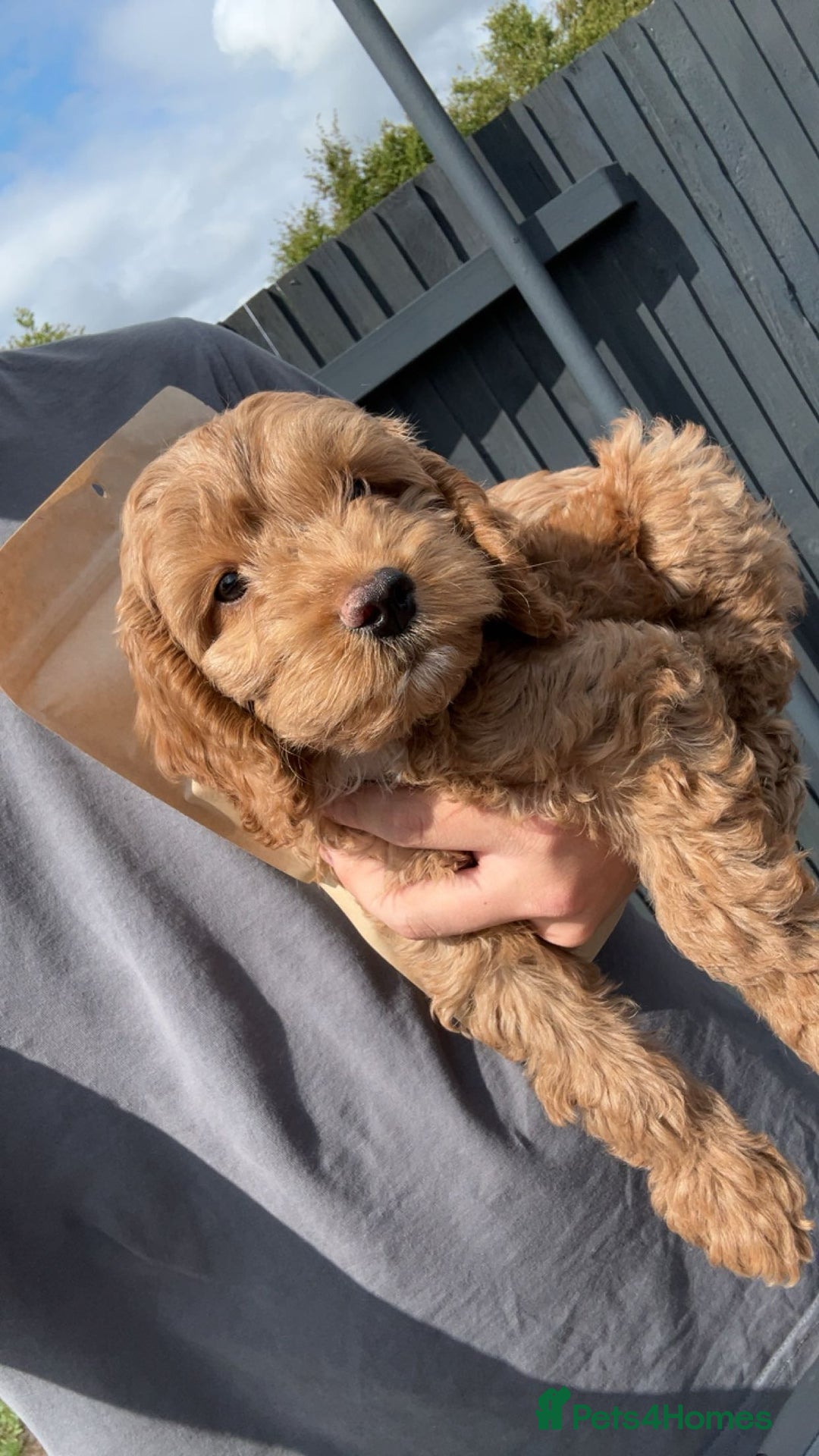 Cockapoo dogs for sale: 12 Weeks old male cockapoo  - Image 2
