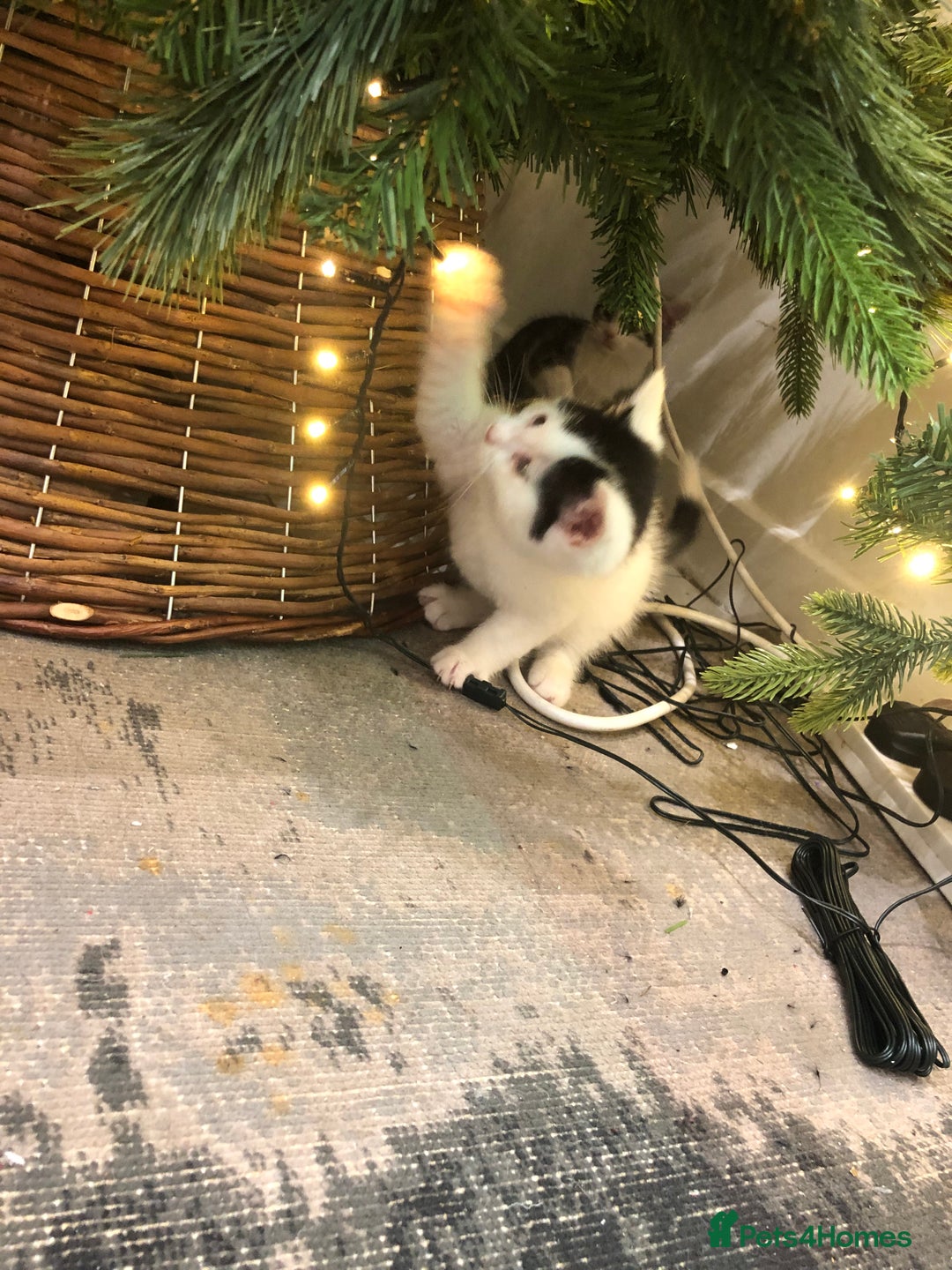 Mixed Breed cats for sale: 4 Lovely kittens for sale  - Advert 11