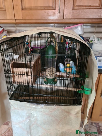 Budgerigars birds - Advert 11