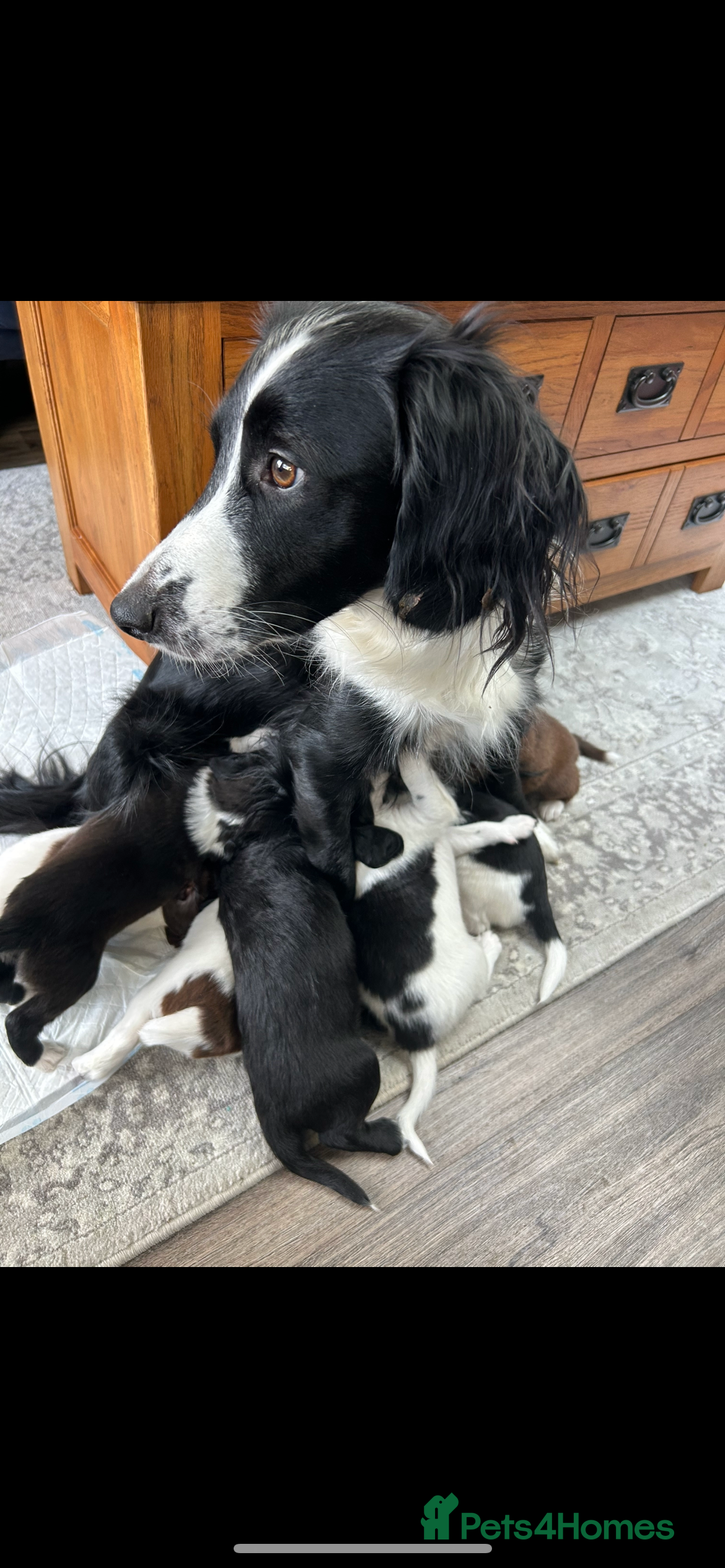 Sprollie dogs Sprollie  - Advert 1