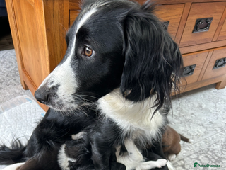 Sprollie dogs Sprollie - Advert 8