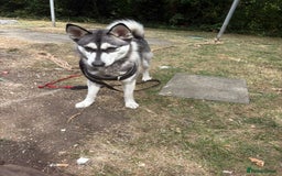 Siberian Husky dogs for sale: Siberian husky female very friendly - Image 2