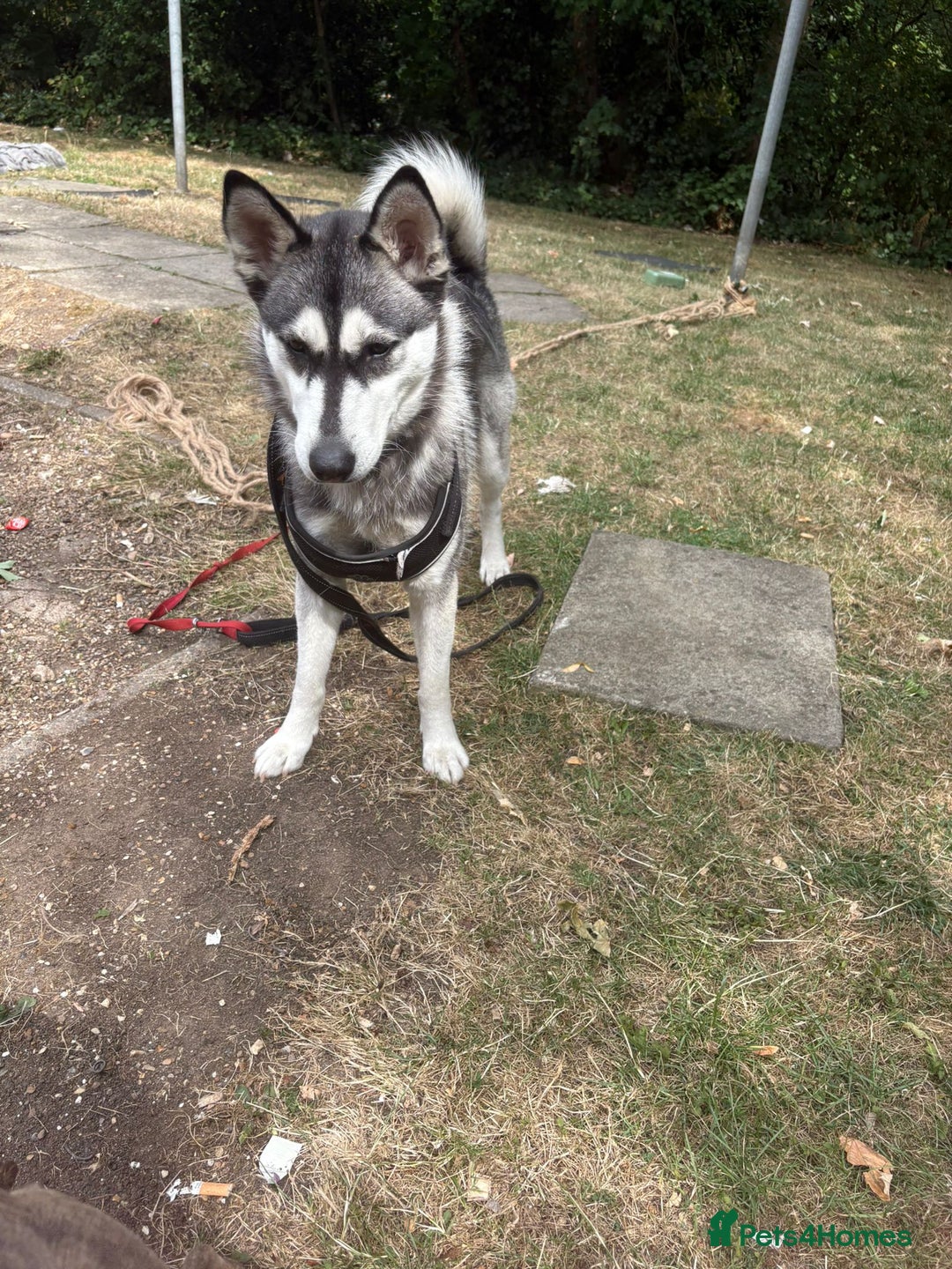 Siberian Husky dogs for sale: Siberian husky female very friendly - Image 2