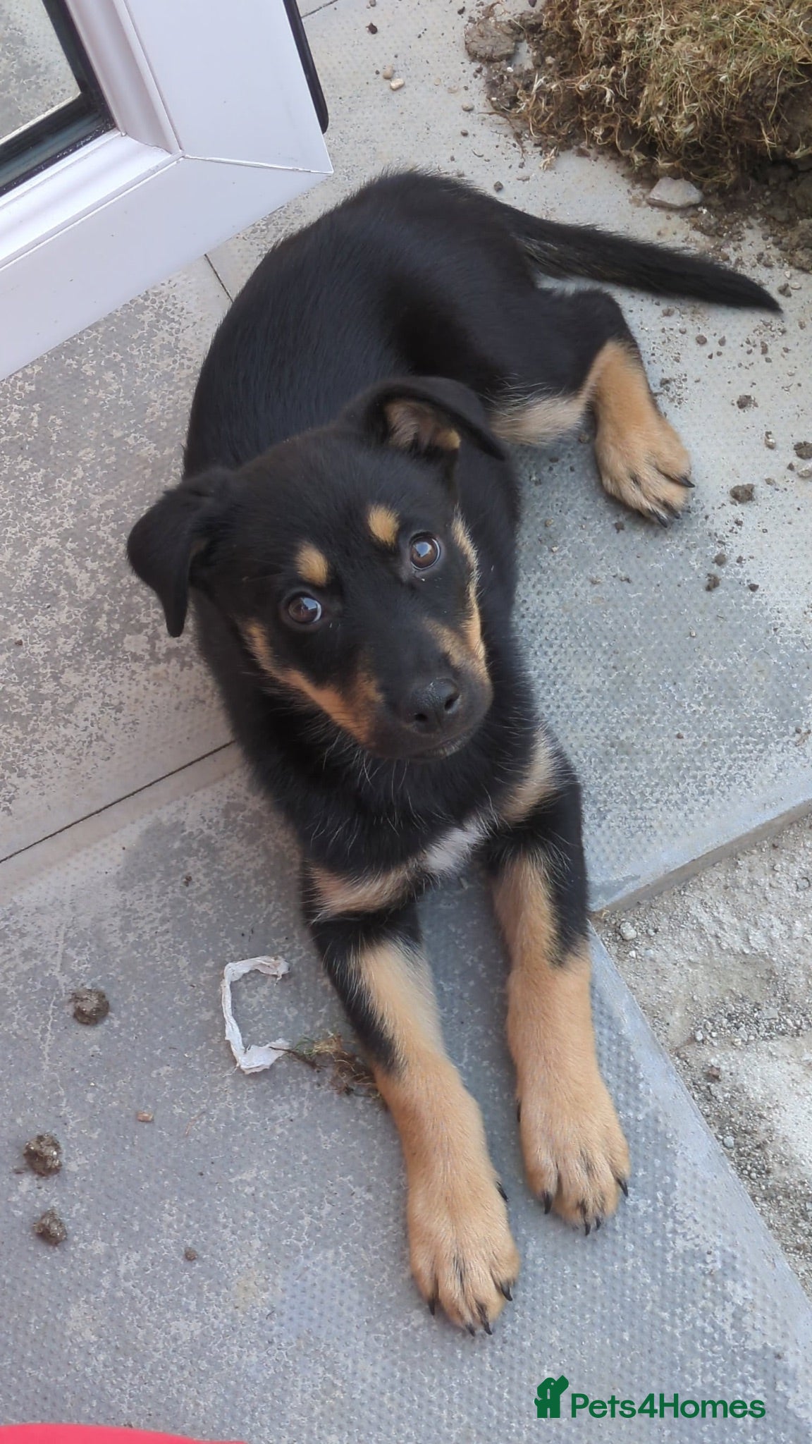 Mixed Breed dogs Rottweiler x husky puppy 4months old - Advert 1