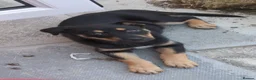 Mixed Breed dogs for sale: Rottweiler x husky puppy 4months old in Wantage - Advert 1