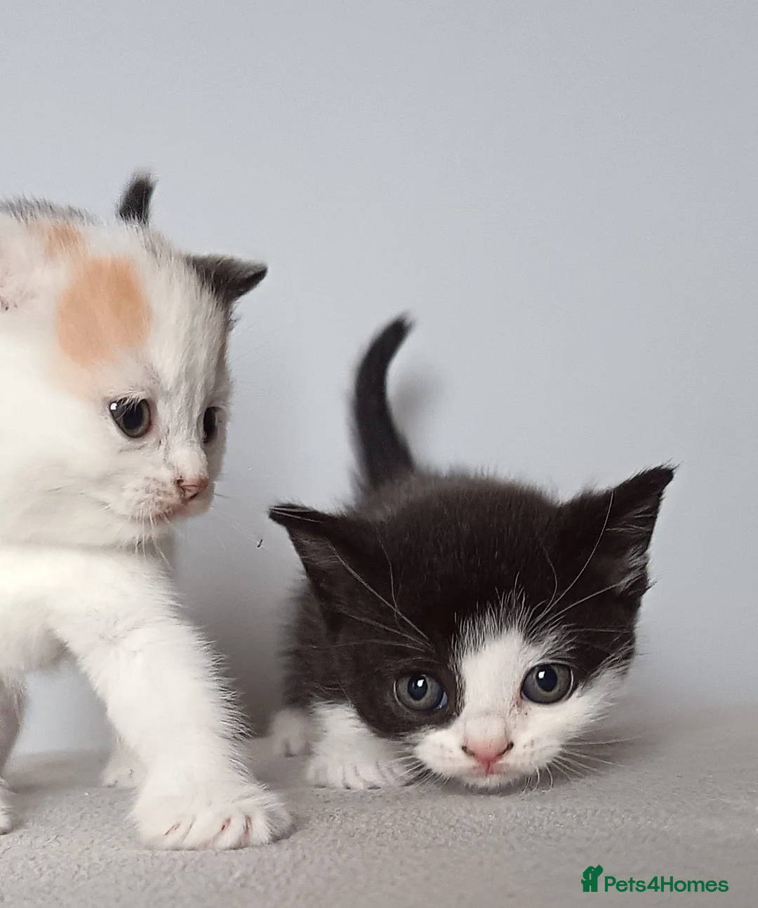 Scottish Fold cats for sale: Beautiful kittens - Advert 7