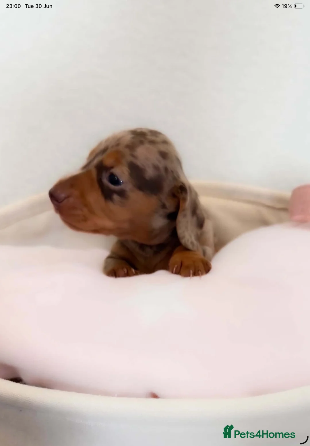 Miniature Dachshund dogs for sale: Miniature dachshund pups.KC reg&council licensed - Advert 17