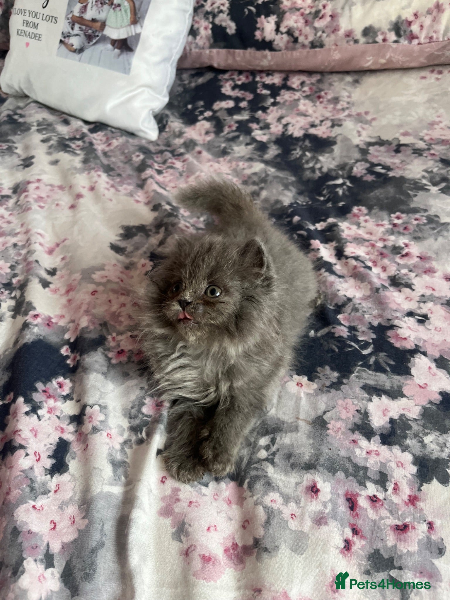 British Shorthair cats Two blue British long haired boys READY NOW - Advert 2