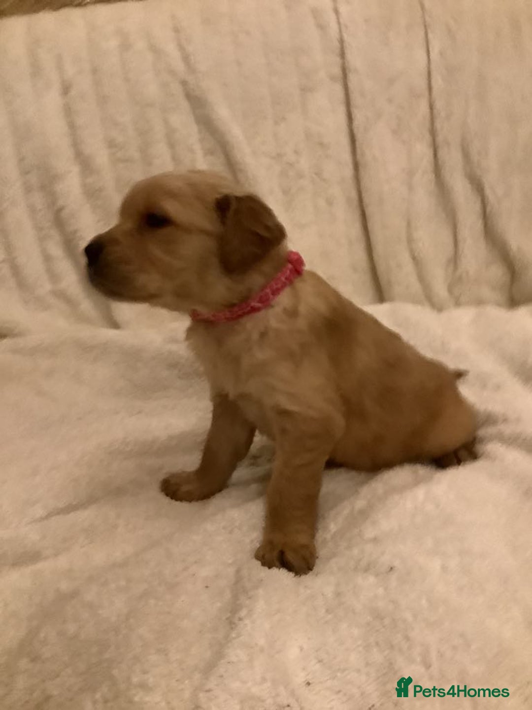 Golden Retriever dogs for sale: KC registered dark red golden retrievers - Advert 2