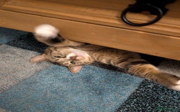 Mixed Breed cats for sale: Ripley - free to a good home - Image 2