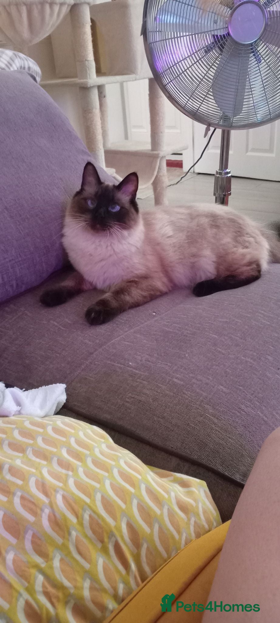 Ragdoll cats Reluctant sale  - Advert 1