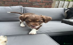Mixed Breed dogs for sale: Adorable chester 6 months old  - Image 4