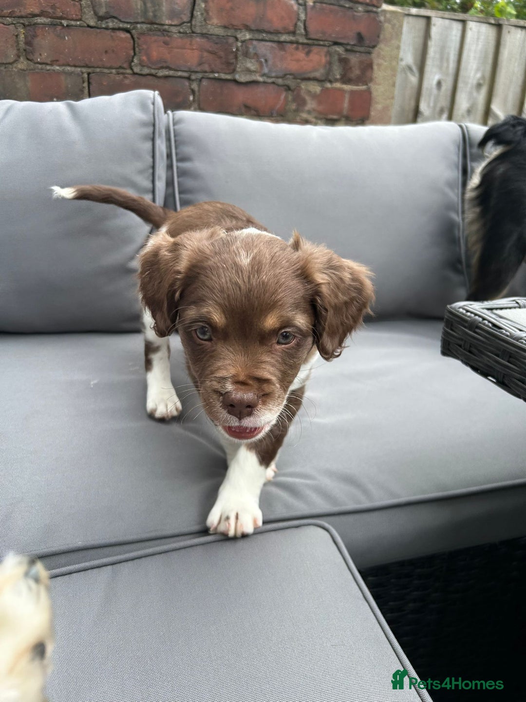 Mixed Breed dogs for sale: Adorable chester 6 months old  - Image 4