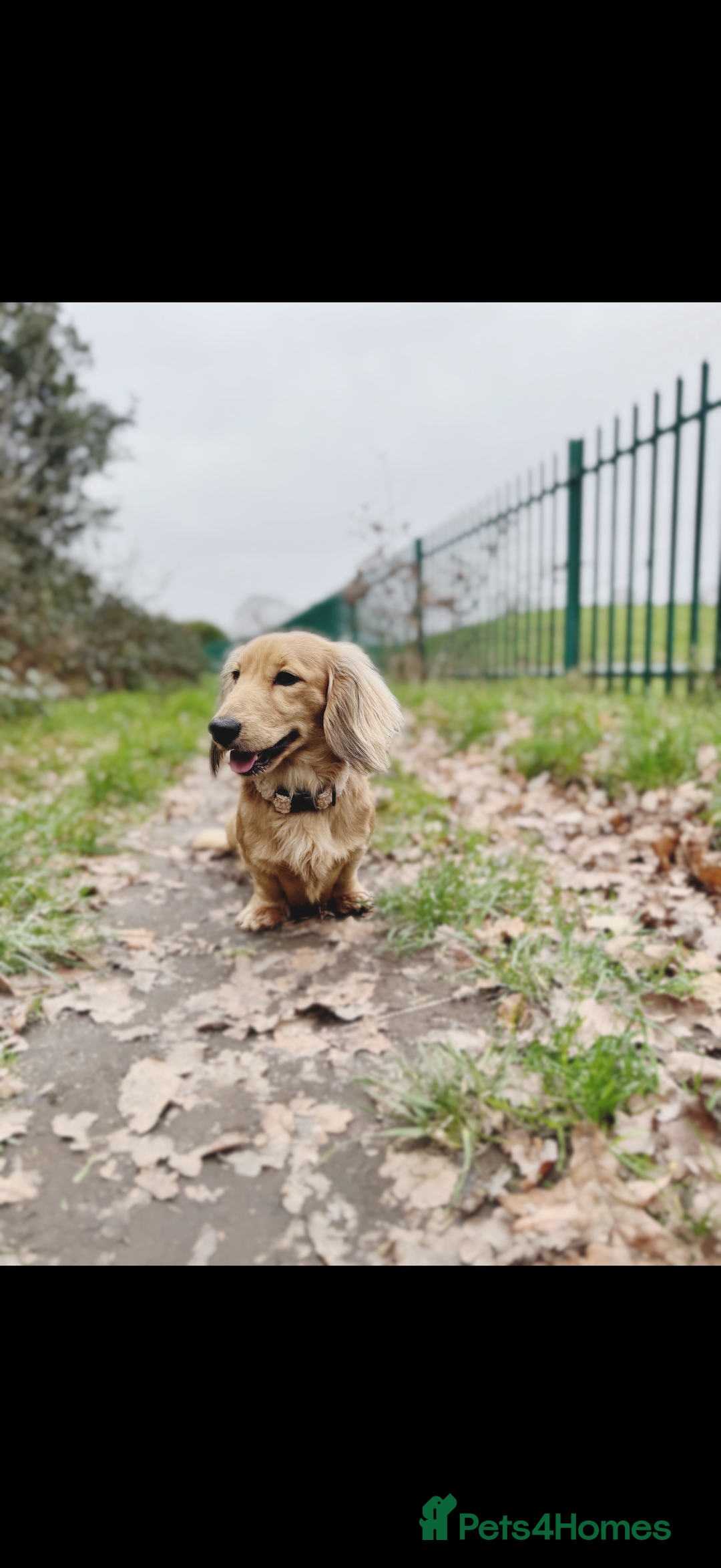 Miniature Dachshund dogs for stud: ✨Shaded Cream Miniature Dachshund✨ - Advert 3