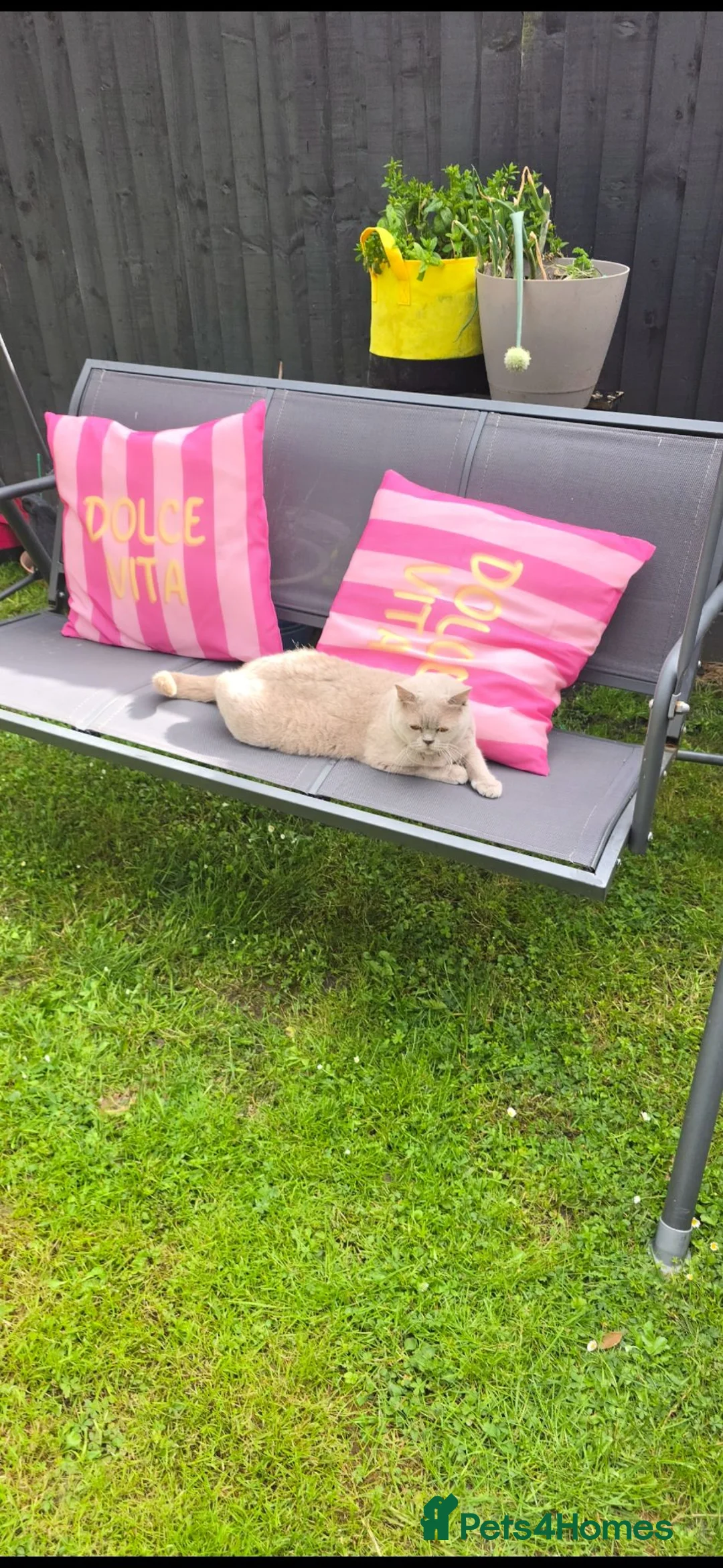 British Shorthair cats for sale: Adult active lilac queen. - Advert 7