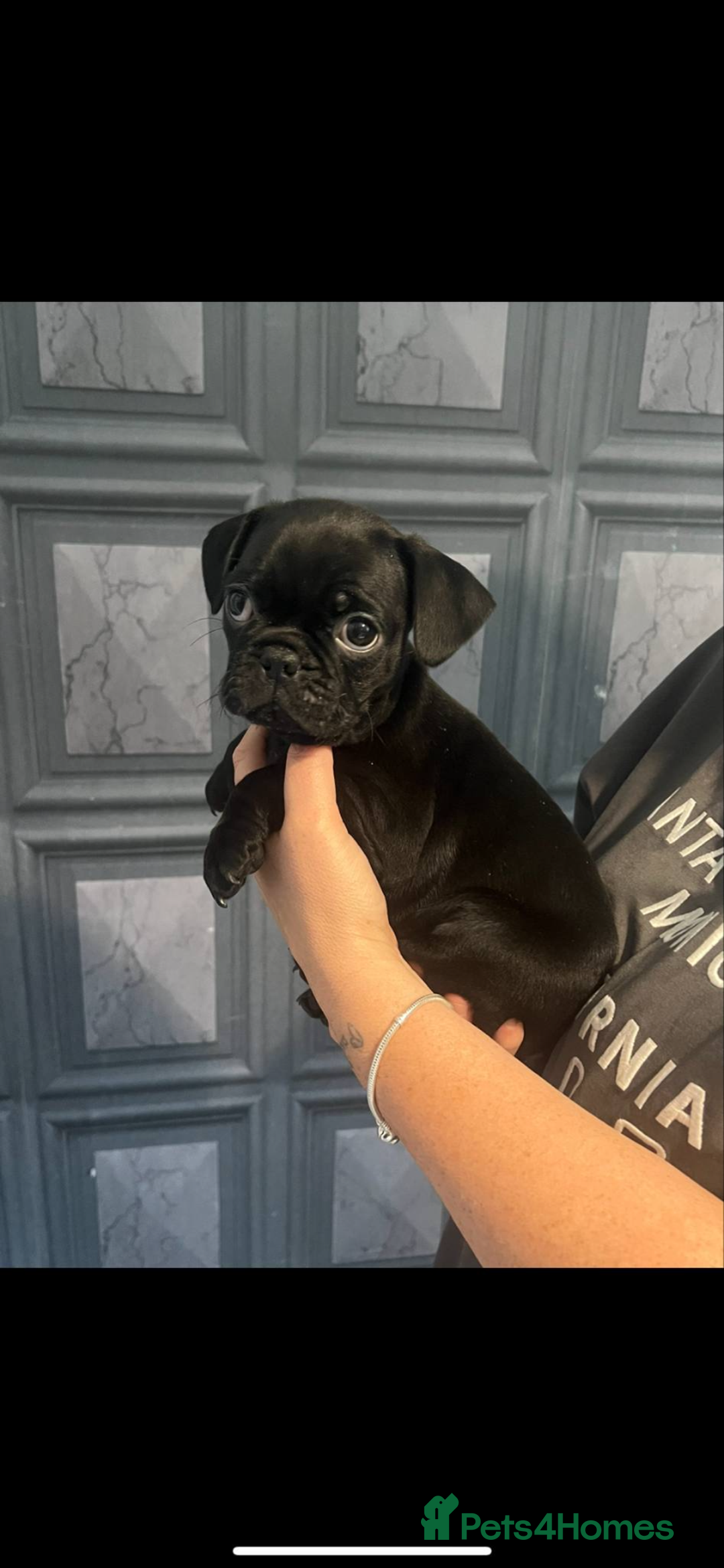 Pug dogs for sale: Pug puppies for sale  - Image 6