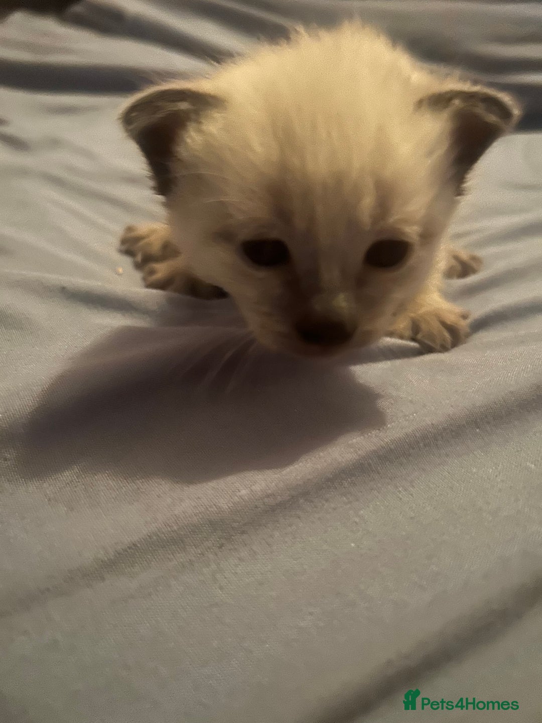 Siamese cats for sale: 6 adorable Siamese kittens  - Advert 9