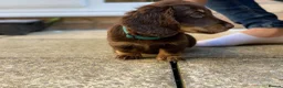 Miniature Dachshund dogs for sale: Bruno  - Advert 10