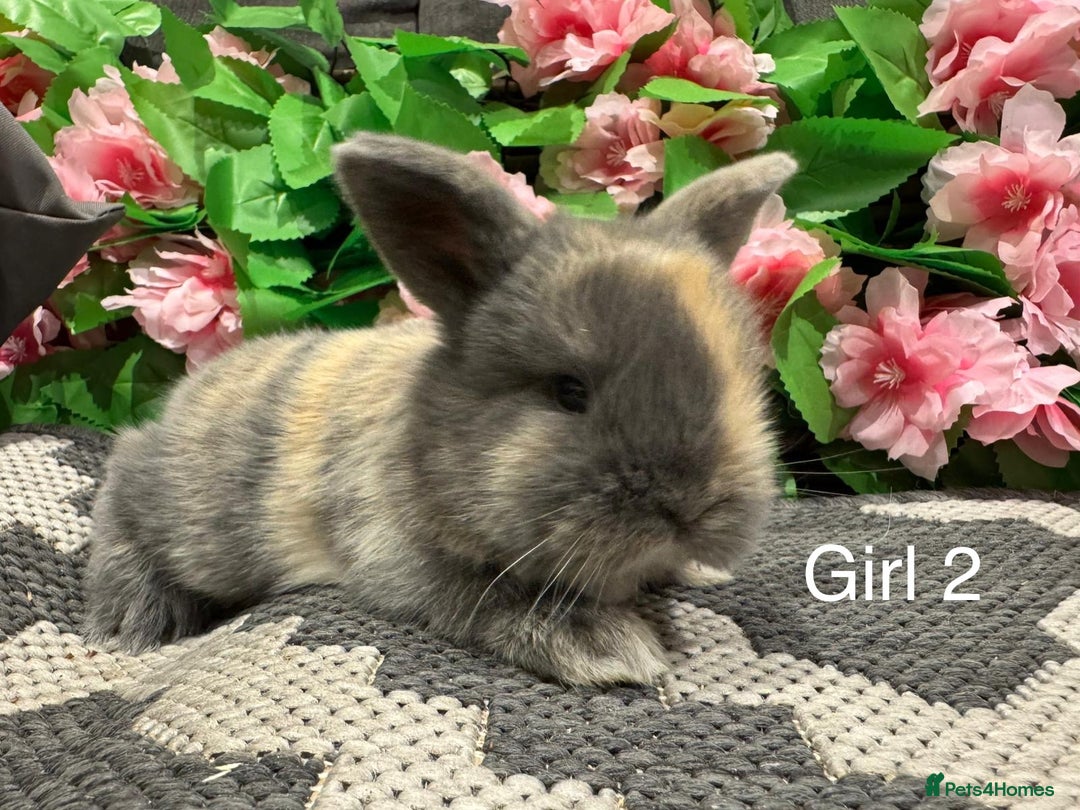 Mini Lop rabbits for sale: ⭐️ STUNNING PURE BRED MINI LOPS⭐️ - Image 7