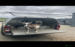 Goats livestock for sale: Nanny pygmy goats - Advert 5